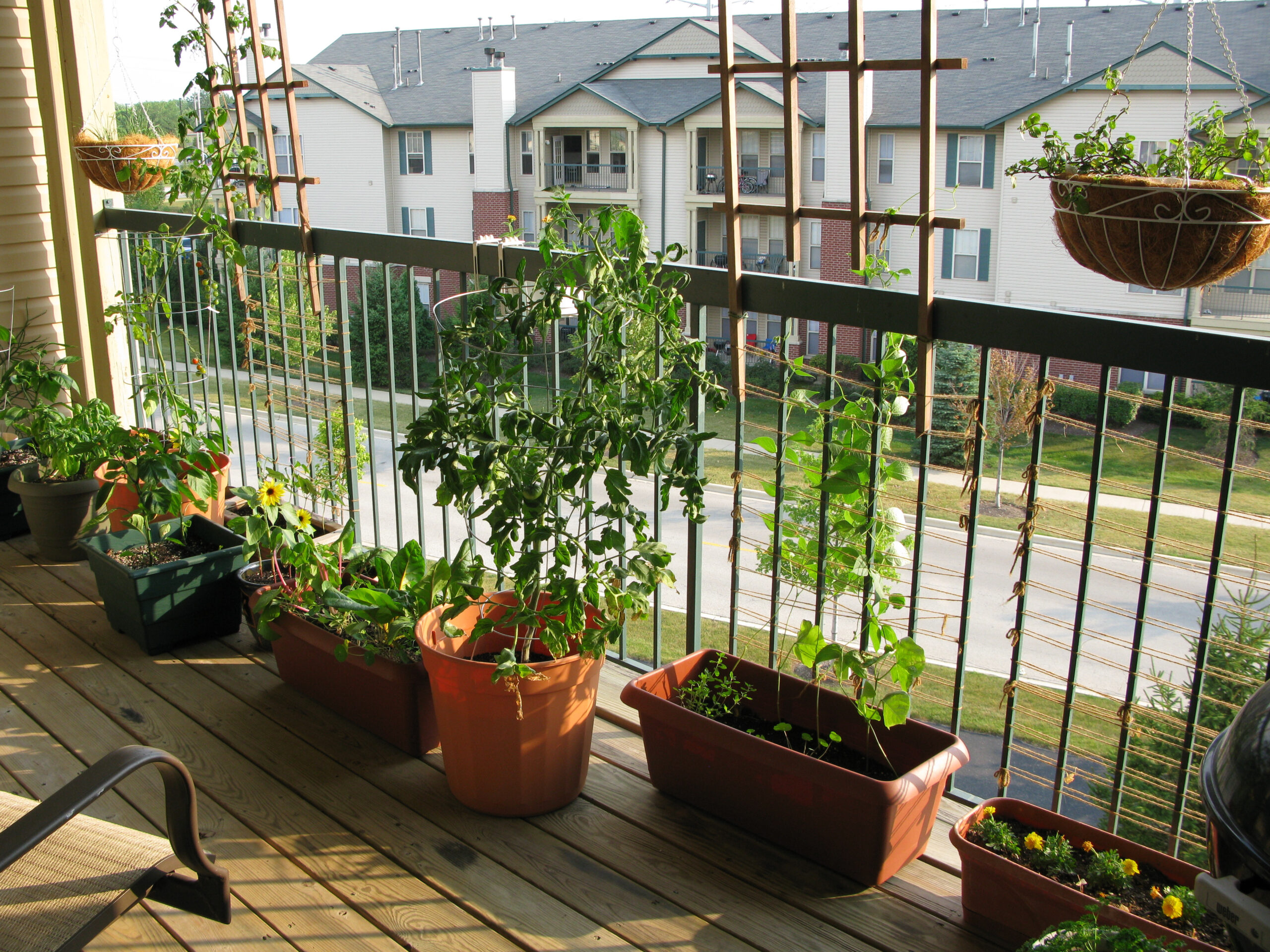 balkon bahçeciliği: eylül ayında dikilebilecek bitkiler