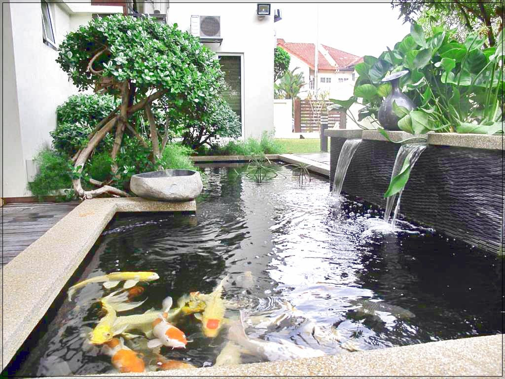 kolam ikan di teras rumah minimalis bernuansa alam yang indah